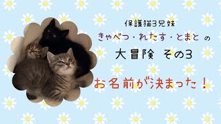 【預かりボランティアのお仕事・保護猫の里親が決まるまで】その3）お名前が決まった！