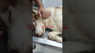 Watching you like this, crushed my heart #doglover #husky #pet #shortvideo #shorts #animals #short