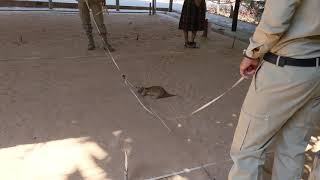 APOPO Hero Rat Demonstration - Siem Reap, Cambodia