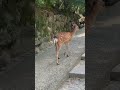 春日大社　若宮編　本編ございます 春日大社 神社 神気 神様 龍 鹿 浄化