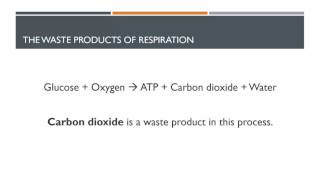 MHS HSC Biology - Outline the need for Oxygen and removal of Carbon Dioxide