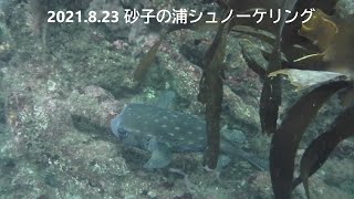 2021.8.23 砂子の浦シュノーケリング