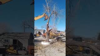 Backhoe tree demolition #rotted wood