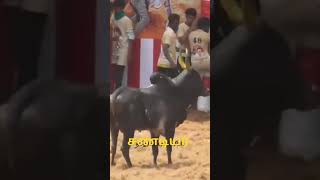 கை குறிச்சி தமிழ்ச்செல்வன் மாடு வருது ஒடி போ #subscribe #jallikattu #like #manjuvirattu