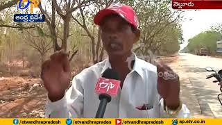 Podalakuru Road @ Nellore | A Perfect Green Canvas | with Trees on Both Sides of the Road