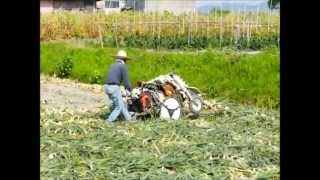 淡路島産　甘くておいしい玉ねぎの収穫2