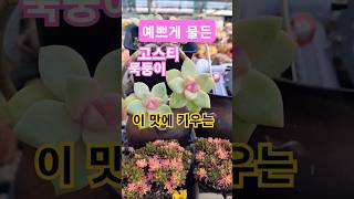 핑크색 물든 이웃집 묵둥이 #고스티 #다육이 #succulents #나만없어 #물든다육