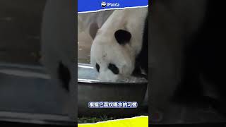 《國寶龍門陣》北京動物園豐容上新 | iPanda熊貓頻道