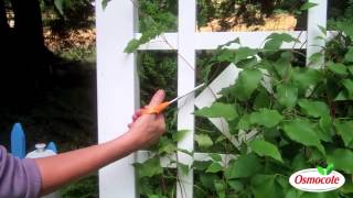 How To Prune And Feed Clematis (For A Longer Bloom Season)