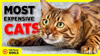 Top 10 Most Expensive CATS In The World 2023 | Most Expensive Cat Breeds