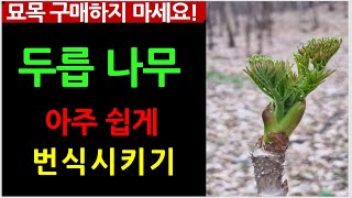 묘목 구매 없이 두릅 개체수 늘리기