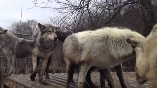 Wolves howling and displaying dominance