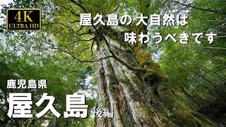 A small motorbike shooting trip, Yakushima　Island touring Part 2 Kagoshima Prefecture　World Heritage