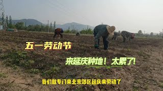 五一劳动节来北京郊区延庆种地，预计能收100斤，腰酸腿疼累惨了！