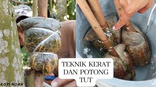 Teknik kerat dan potong tut saiz XL❗part 1