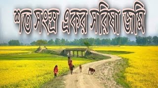 বাংলাদেশের সবচেয়ে বেশি জায়গা জুড়ে সরিষা চাষ ! চলনবিলের হলুদ চাদর !