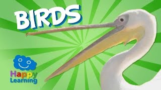 Birds | Educational Video for Kids