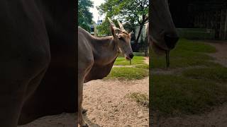 বন্য প্রাণী |  #wildlife  #animals  #forest  #viral #shorts