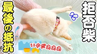 お風呂が嫌すぎる柴犬の必死すぎる抵抗が間抜けだった