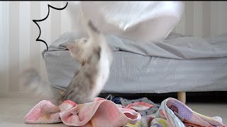 洗濯物をキャッチ！！ママのお手伝いをする猫【スコティッシュフォールド】 - Cat catching laundry