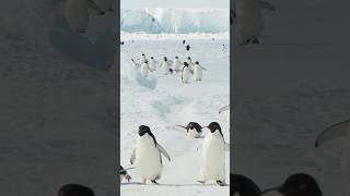 Penguins.....!🐧🤯 #shorts #viral