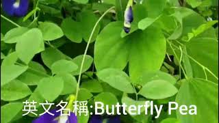 第一百六十八集：蝶豆花 Clitoria ternatea