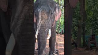 the tusker #trending #nature #viralvideo