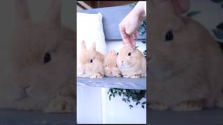 3羽のお耳をいっぺんに撫でてみました#うさぎ専門店 #rabbit #うさぎちゃん #ペット