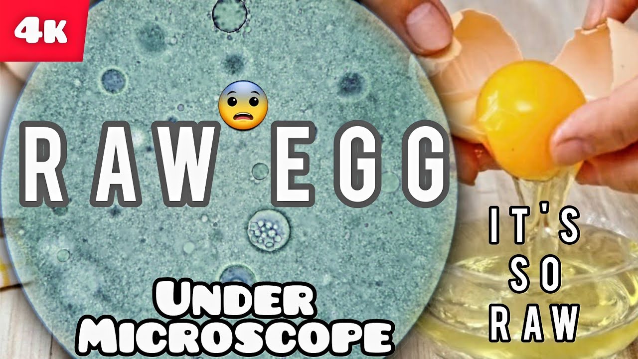 Raw Egg Under Microscope Youtube
