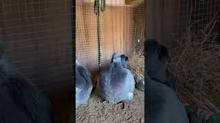 French Mondain Pigeons