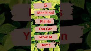 5 MEDICINAL PLANTS YOU CAN GROW AT YOUR HOME || ANUPMA JANGRA ||