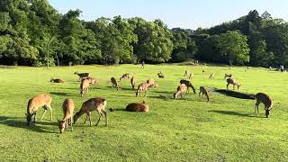 芝生を食べる可愛い鹿さん🦌奈良公園