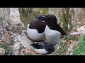 razorbill