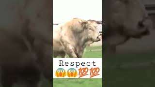 ENORMOUS CHAROLAIS BULL