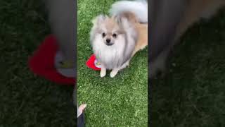 Jeffree Star playing with his Pomeranians • 6 Jan 21 #7 • Instagram Stories
