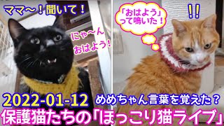 2022ｰ01-12 保護猫たちの「ほっこり猫ライブ」ハッチ＆マック＋黒猫めめ Cat live Stream in Japan -Cat Life TV