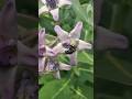 Calotropis gigantea ‼️ TANAMAN WIDURI BIDURI  #Calotropisgigantea #widuri #biduri #tanamanhias