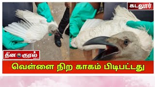 கடலூரில் வெள்ளை நிறத்தில் காகம் பிடிபட்டது | DINAKURAL NEWS  | CUDDALORE