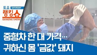 중형차 한 대 가격…귀하신 몸 ‘금값’ 돼지 | 토요랭킹쇼