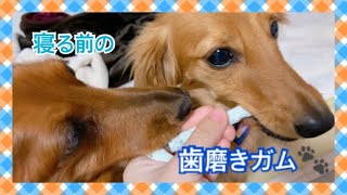 『ミニチュアダックスフント』寝る前の歯磨きガム(編集BGM無し)