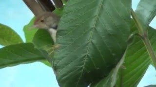 Tailor Bird building the nest