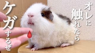 サマーカットされたァ【モルモットの散髪】Guinea pig haircut