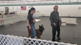 Helo AKC Obedience Open A (3/3)