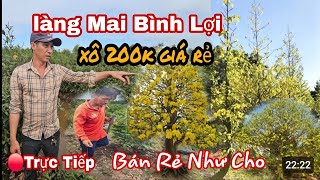 Chủ Vườn Mai Lớn Nhất Bình Lợi Bán Xô Giá Rẻ Bất Ngờ Rẻ Như Cho