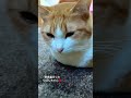 ねむたい…野良猫だったりぼんちゃん🎀 music cat 野良猫関連 野良猫チャンネル 猫のいる暮らし 猫のいる生活