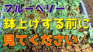 ブルーベリー挿し木の鉢上げタイミング　休眠挿し編