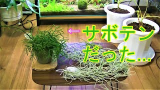 【観葉植物】リプサリスを吊り鉢に