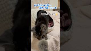 【本日のチャッピー】#猫#保護猫#おばあちゃん猫#猫じゃらし#猫のいる暮らし#癒し#老猫#cat