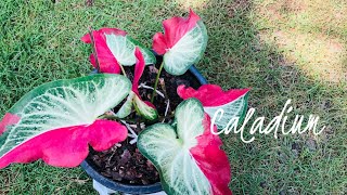 Caladium บอนสีชายชลป้ายแดงข้างเดียวกันทุกใบ