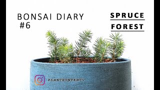 Bonsai Diary #6 Making a small Spruce forest planting